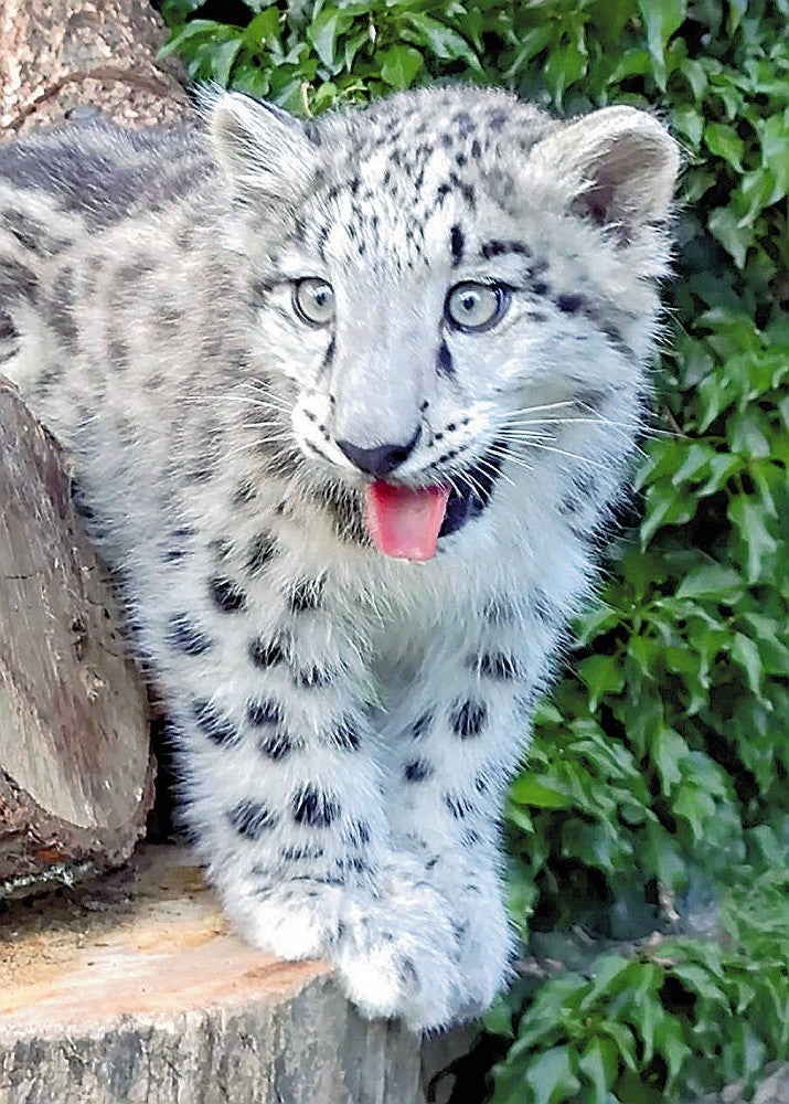 ユキヒョウの赤ちゃん、カワイイ愛称に投票してね : 読売新聞