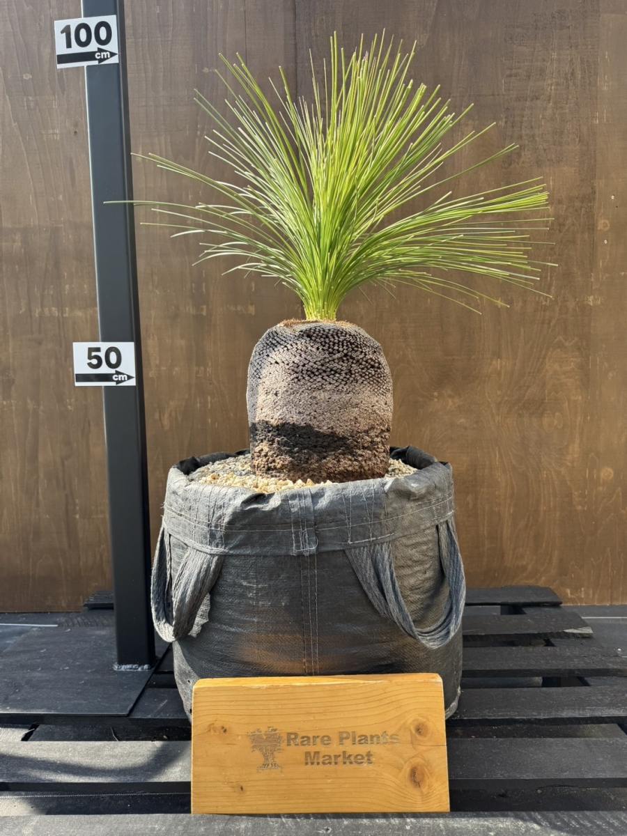B320 オーストラリア産 ブラックボーイ プレイシー 福岡植物販売