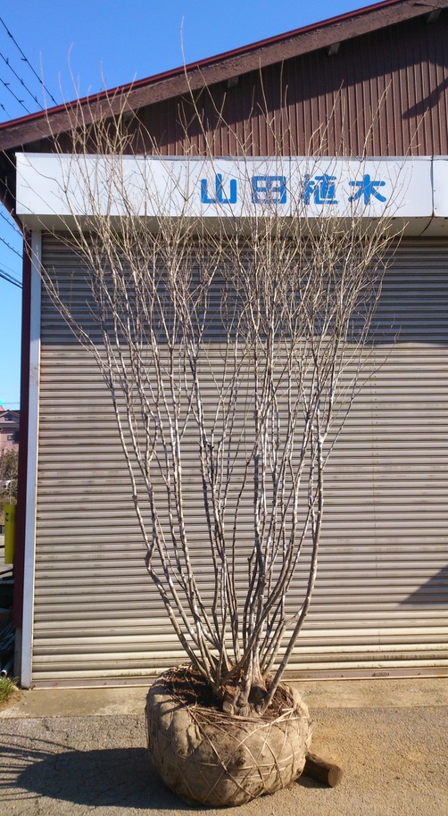 アオダモ 本株立ち 超美品 販売 価格 | 有限会社 山田植木