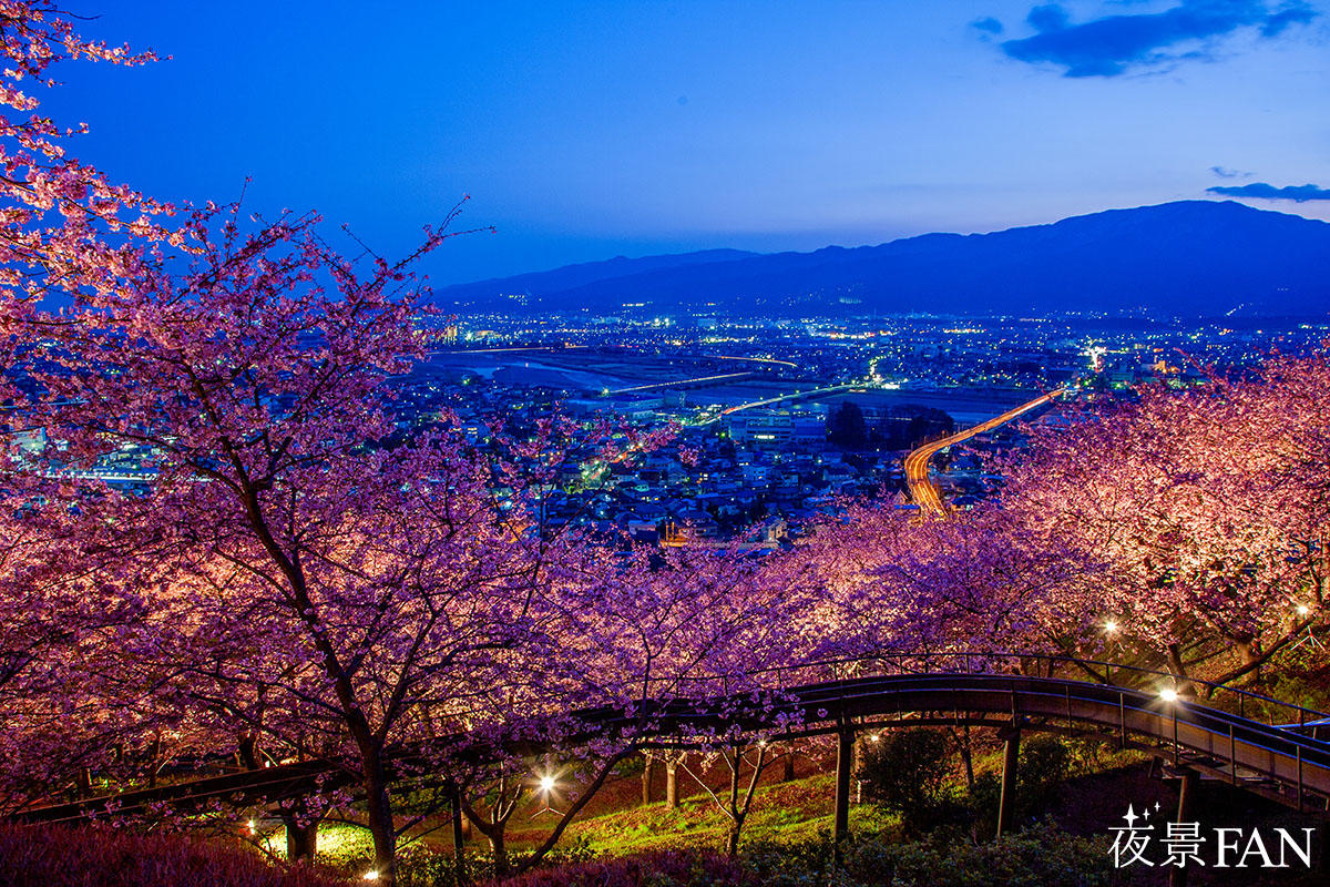 2024】第25回まつだ桜まつり開催中！満開で見頃を迎える | 夜景FANマガジン
