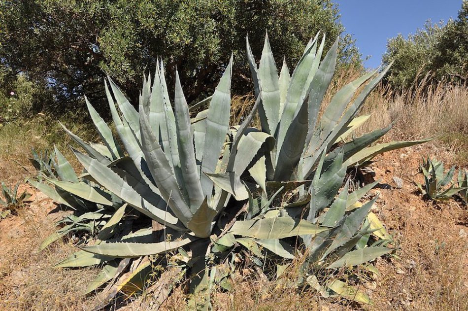 アガベ（Agave）の育て方、増やし方 – ゆるぷ