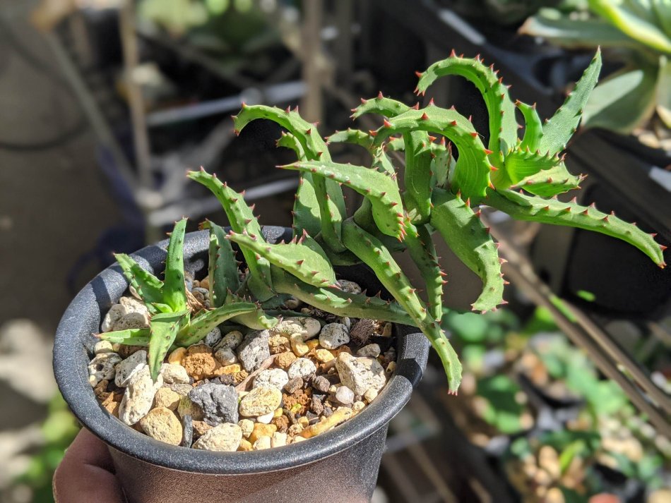 アロエ・カスティロニアエ（Aloe castilloniae）の育て方、成長記録
