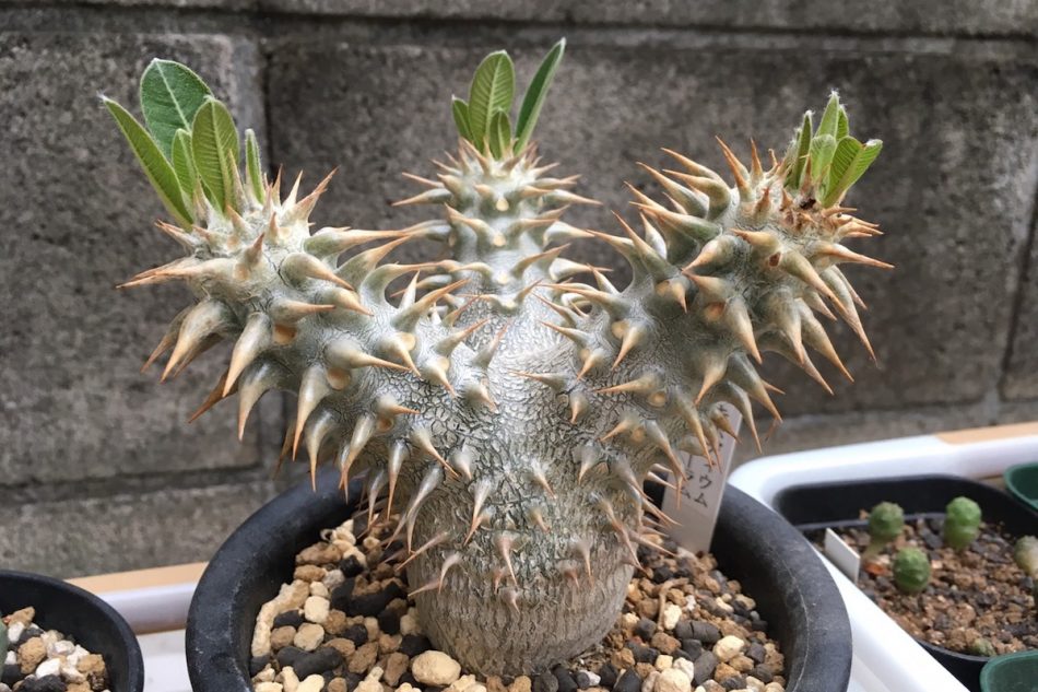 パキポディウム・デンシフローラム（Pachypodium densiflorum）| 育て