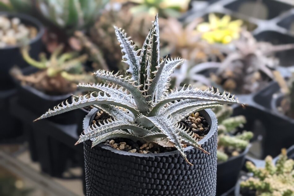 Dyckia 'Jaws'（ディッキア・ジョーズ）の育て方、栽培記録 – ゆるぷ