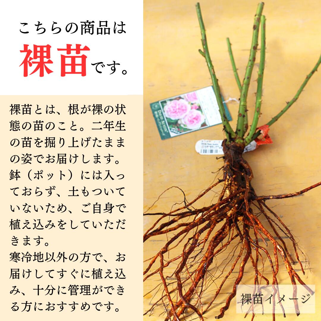 予約苗 バラ苗 【葵の上 (あおいのうえ)】 (大苗裸苗) フロリバンダ