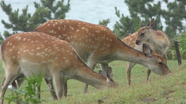 ニホンジカ | 動物図鑑 | ZFC.jp