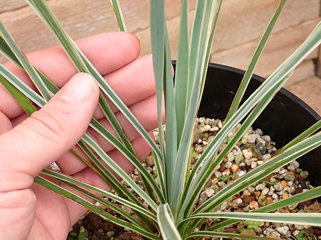 ユッカ ロストラータ 斑入り 超稀少個体(Yucca rostrata seed selected