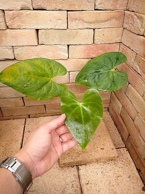 アンスリウム | 希少植物の販売 アグラオネマ専門販売店