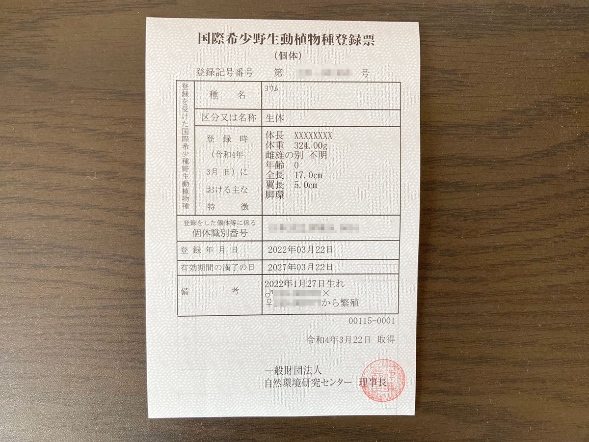 ヨウム購入後に必須の「国際希少種」名義変更はどうやる？手続きの流れ