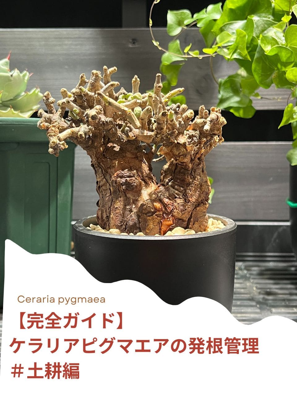 塊根植物】ケラリアピグマエア現地株発根済み①ヘムヘム ケラリア