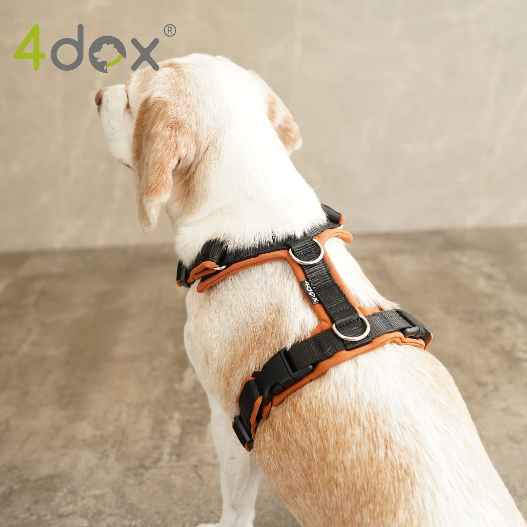犬用ハーネス｜2トーンカラーがおしゃれ｜4doxコンフォートプラス