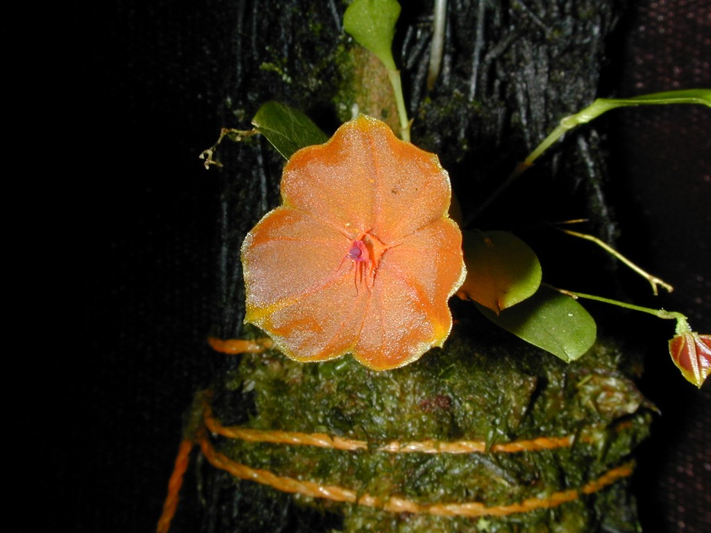Andy's Orchids'