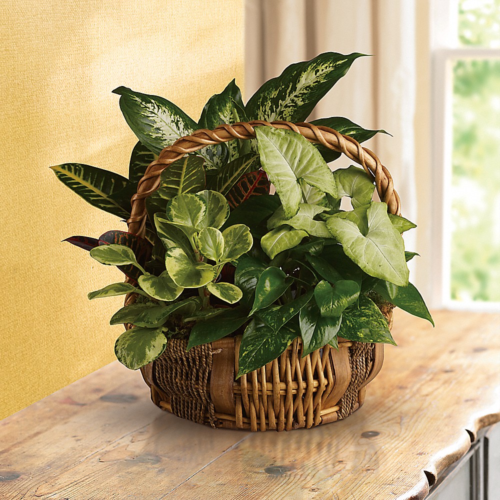 Emerald Garden Basket(T106-1A) in Dallas TX - Petals & Stems Florist