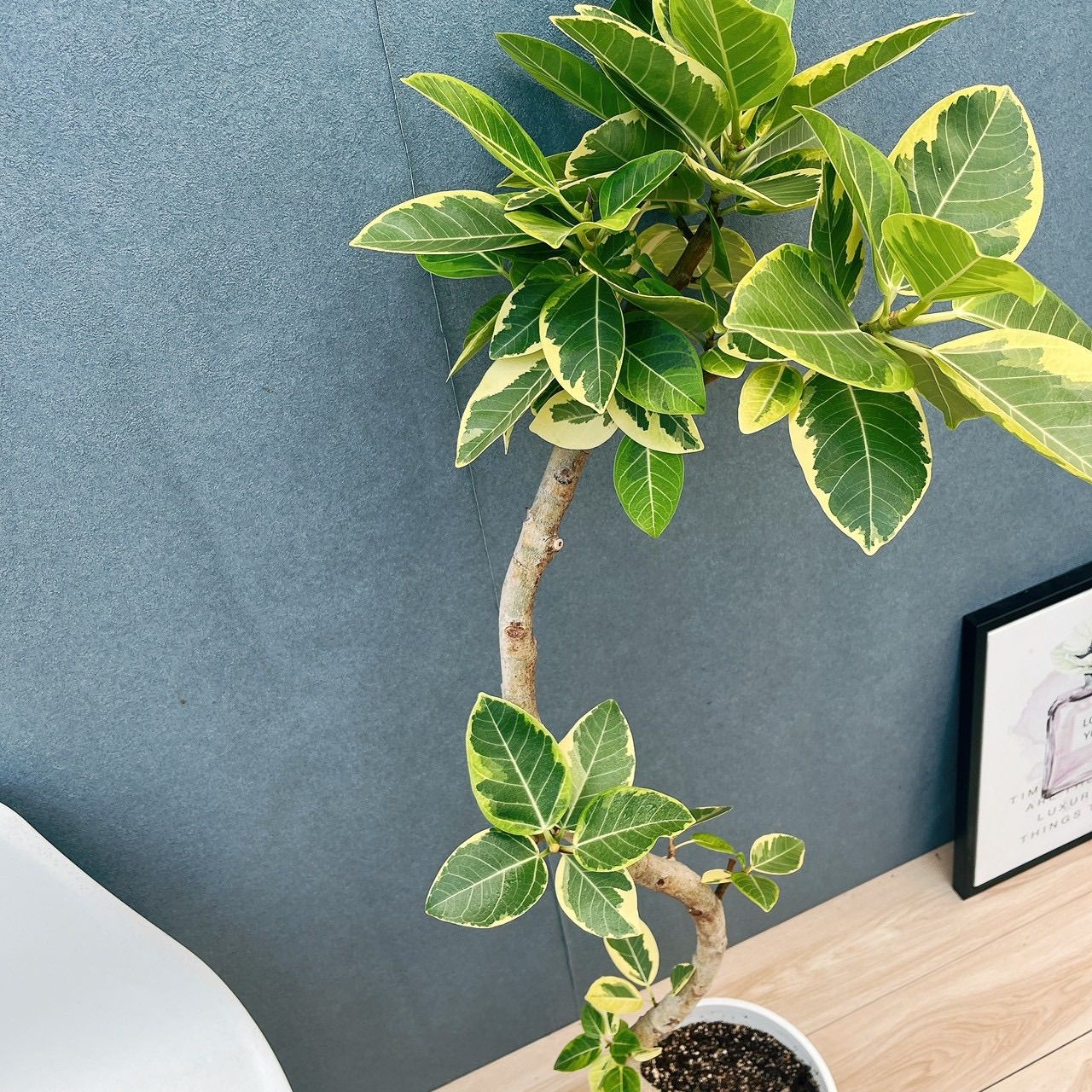 現品］9番 フィカス アルテシマ ストア 曲がり 8号 観葉植物 室内 大型