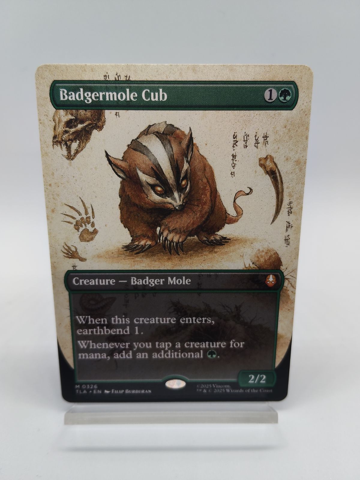MTG アナグマモグラの仔/Badgermole Cub 通常 日本語1枚】 アナグマ