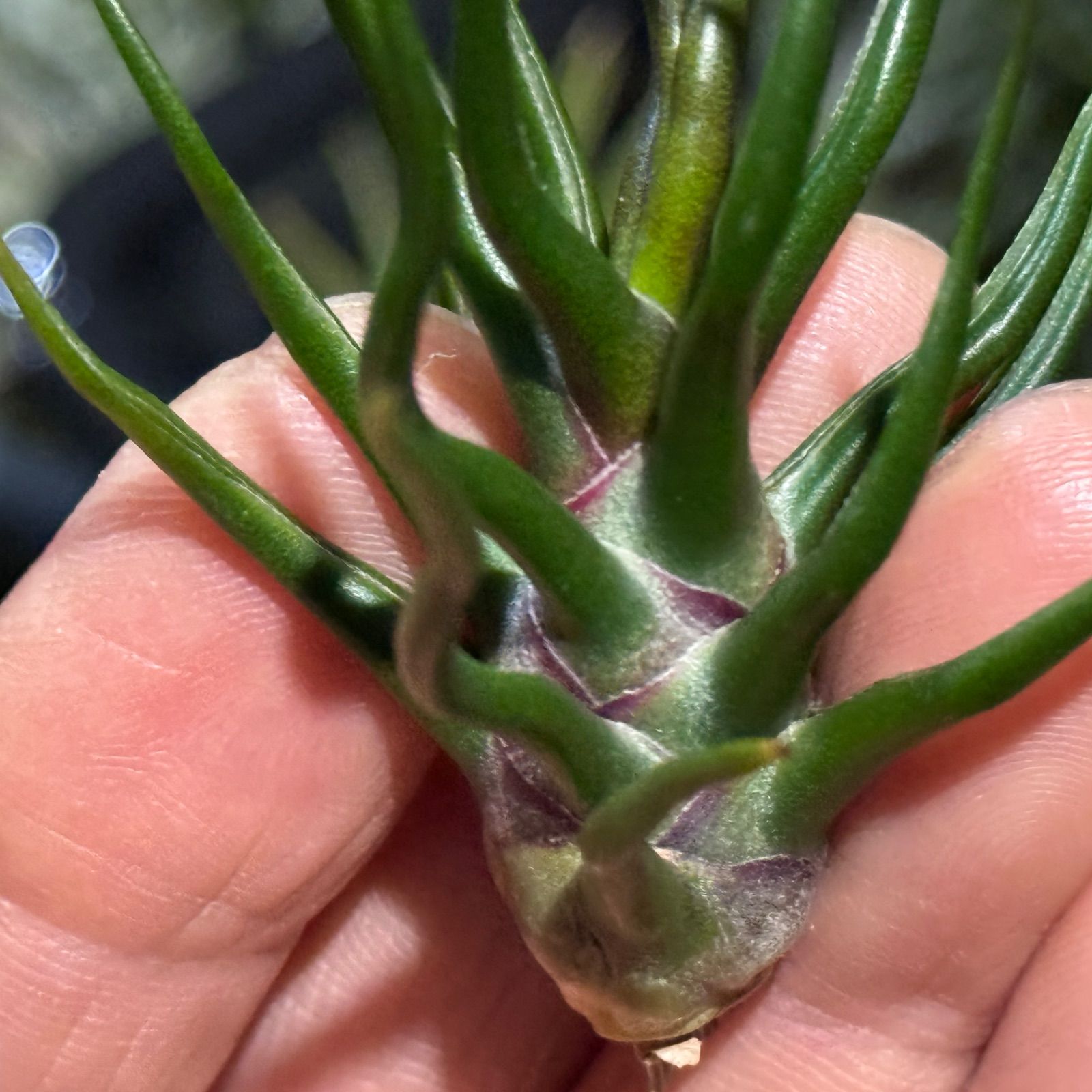 現品＊ 極上＊ チランジア ブルボーサ タイニーダンサー Tillandsia