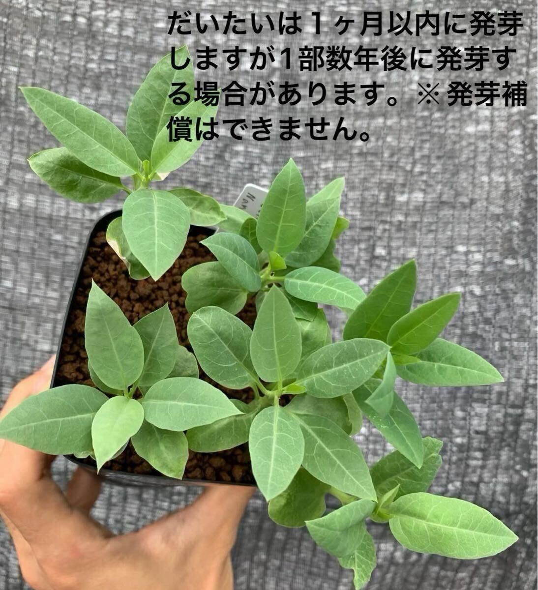 Adenia pechuelii アデニア ペチュエリー 種子10粒（多肉植物 観葉植物