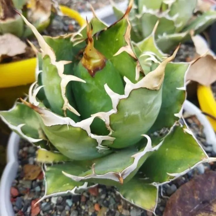 発根済み アガベ チタノタ ドラゴンクロウ titanota Dragon claw
