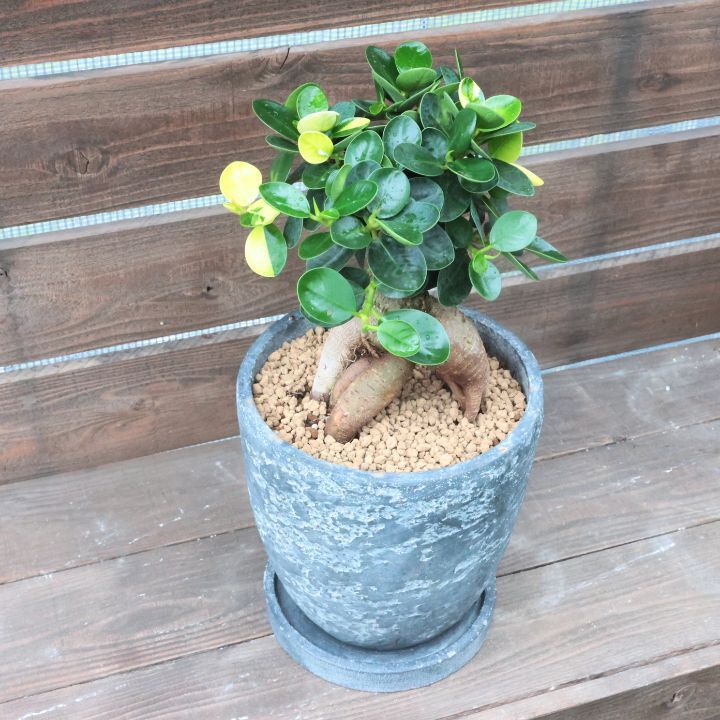 観葉植物 斑入り パンダガジュマル ドワーフ (コパンダガジュマル