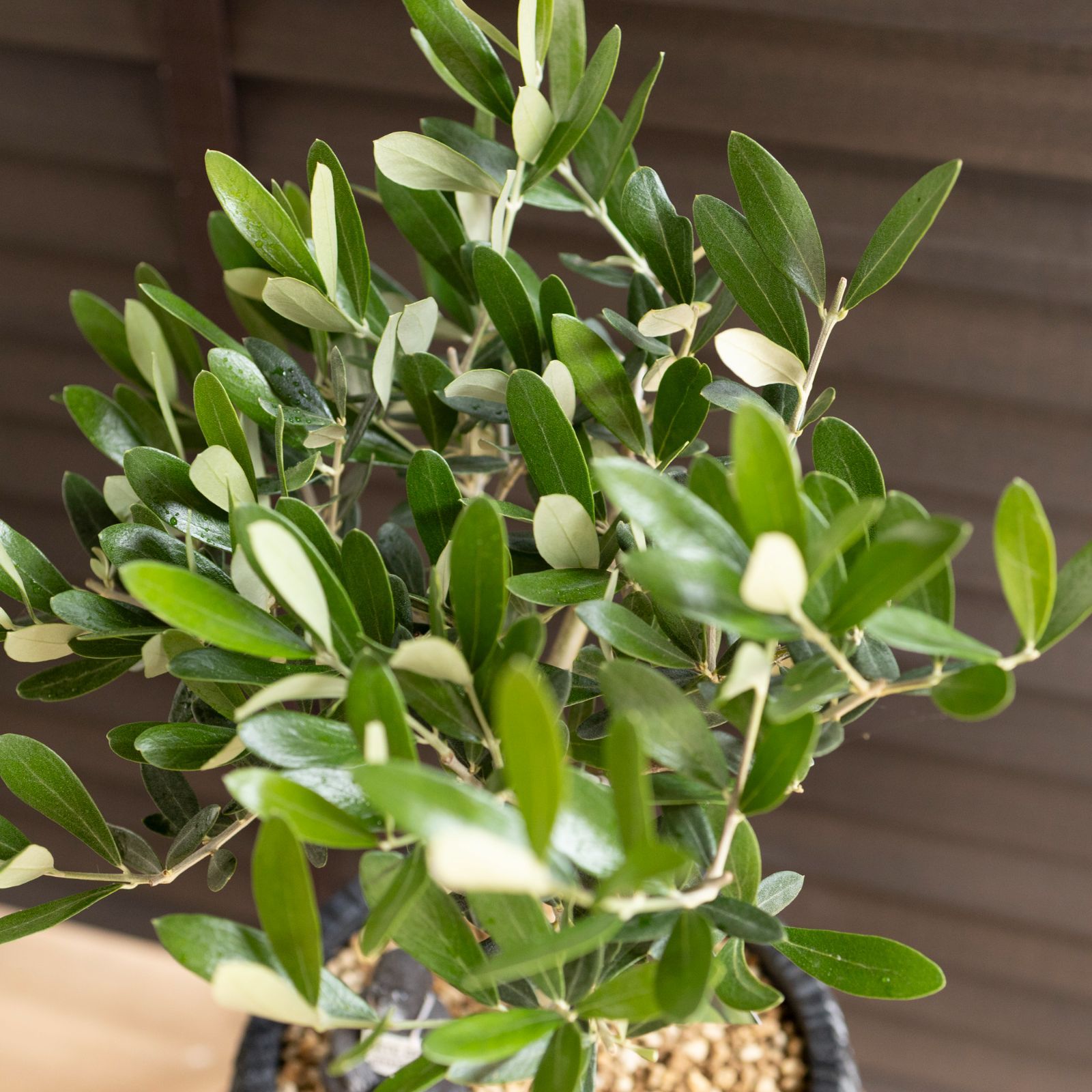 創樹 オリーブ 7号 ミッション 盆栽 SOUJU Mission Olive オリーブの木