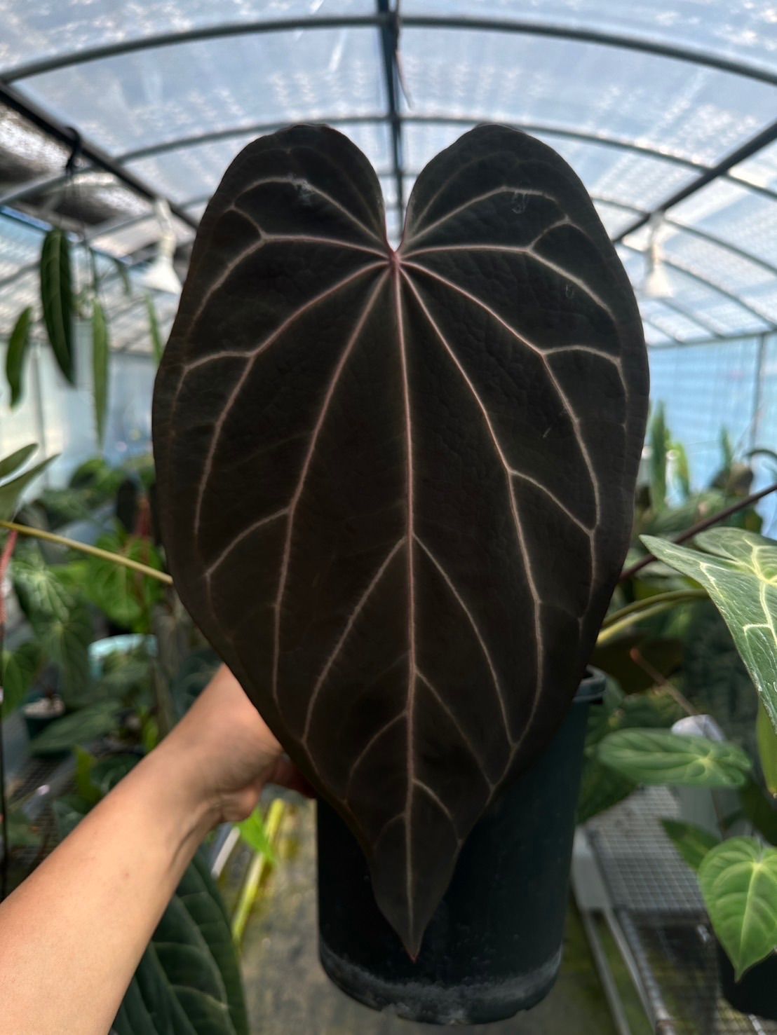 Anthuroom】Anthurium docblock 'Black widow' x 'Michelle' self