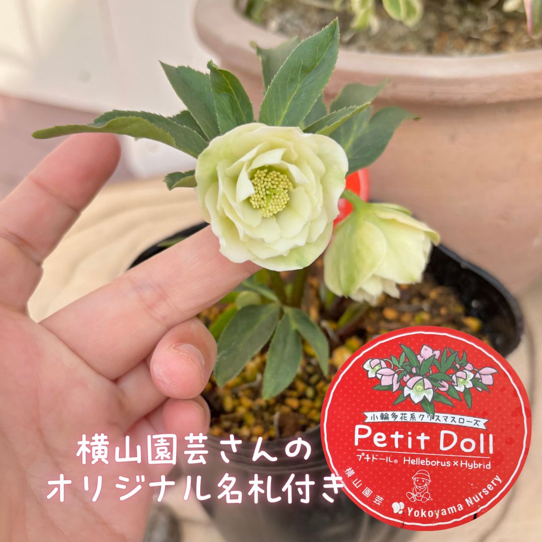 クリスマスローズ プチドール 横山園芸 - メルカリ