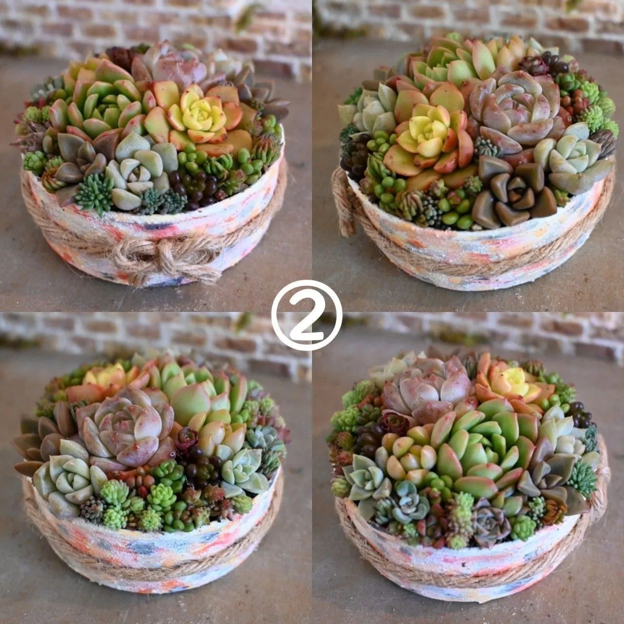そのまま飾れる多肉植物寄せ植え②セール中 - メルカリ