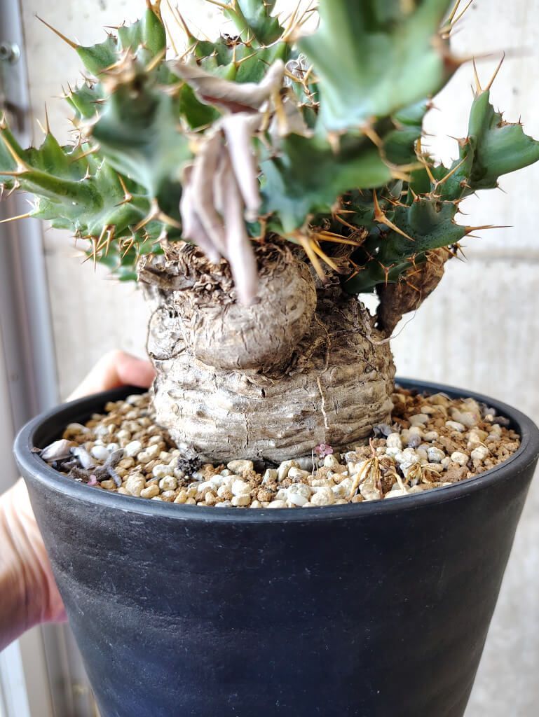 ユーフォルビア クラビゲラ 現地球 Euphorbia clavigera