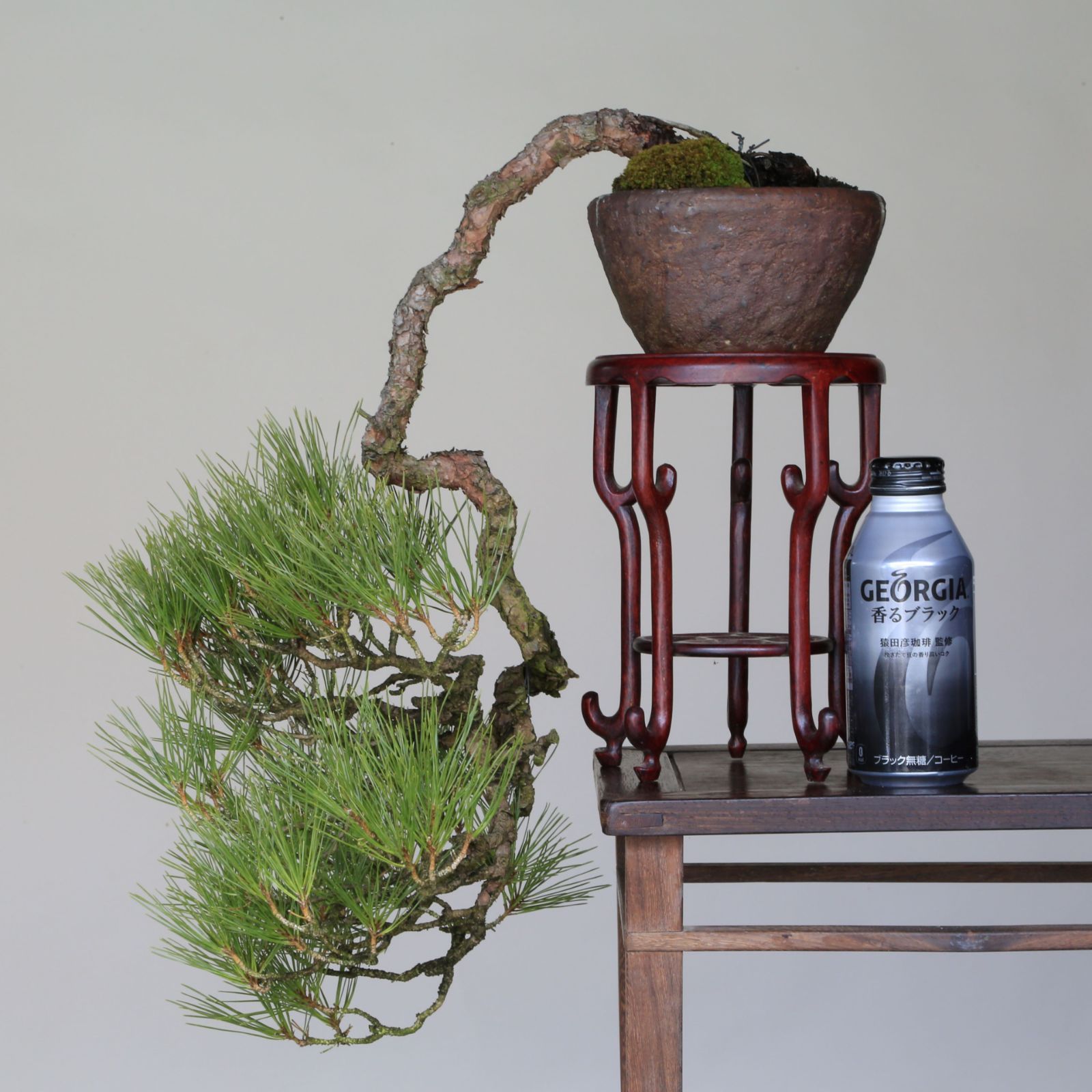 山採り赤松 懸崖づくり 盆栽【泰寿園 Online】現品 一点物 赤松 松