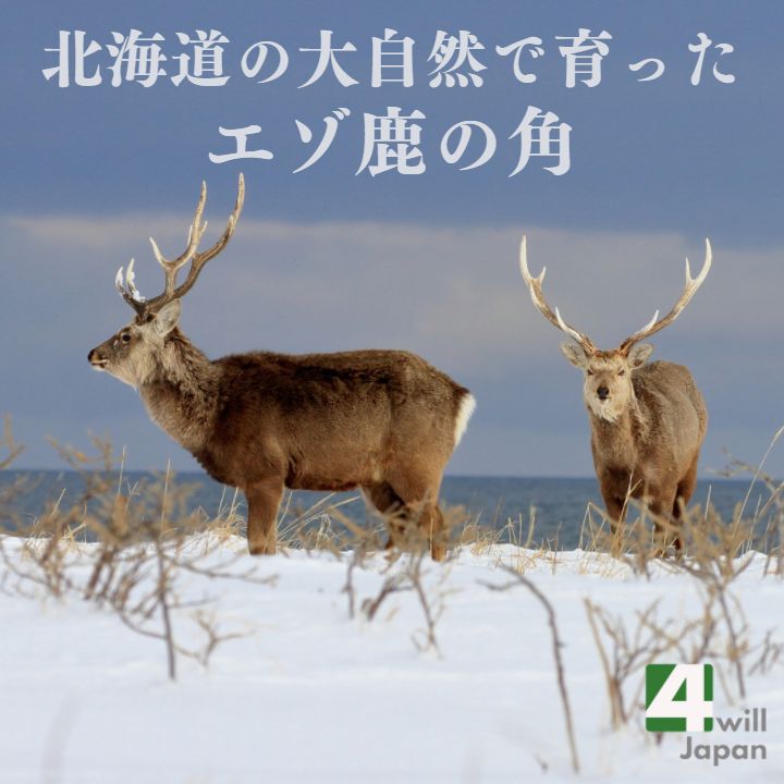 蝦夷鹿の角 13本セット まとめ売り 北海道産 アイヌ エゾシカ 鹿 ツノ