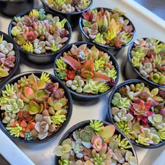 2026年最新】寄せ植え 多肉 そのまま飾れるの人気アイテム - メルカリ