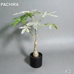 2026年最新】パキラ ミルキーウェイの人気アイテム - メルカリ
