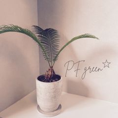 現品］【珍しい】6番 奄美姫ソテツ 盆栽造り 約7号 蘇轍 観葉植物