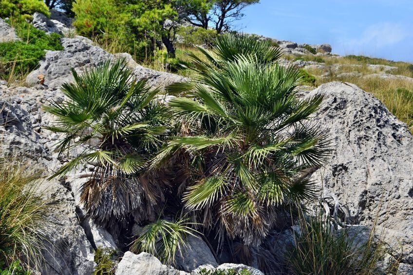 乙庭植物図鑑】20230215 チャメロプス フミリス (Chamaerops humilis