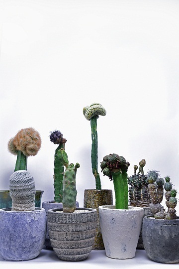 叢 - Qusamura 展 〜蠢く植物の世界〜 | PARCO MUSEUM