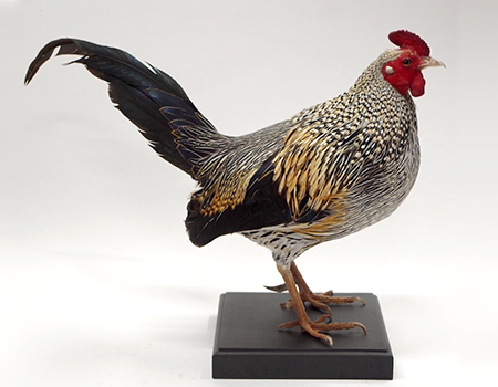 ニワトリ | 鳥類 | 剥製の製作・直売・レンタル・修理なら剥製専門店