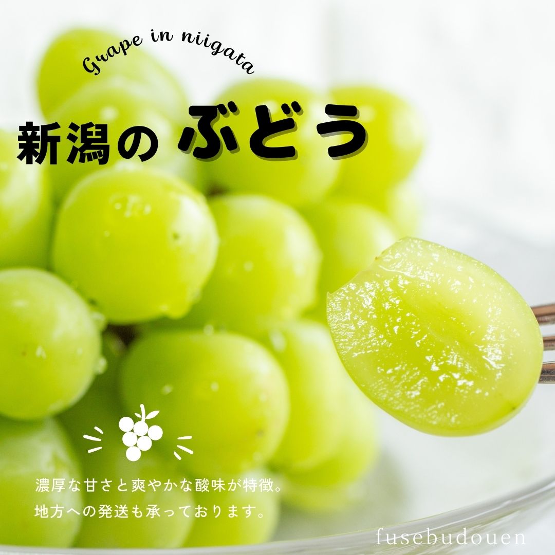 送料無料】 幻のぶどう タノブラック 2キロ 新潟市秋葉区産 布施ぶどう