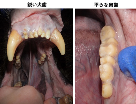 ヒグマクイズ「ヒグマの体」解説