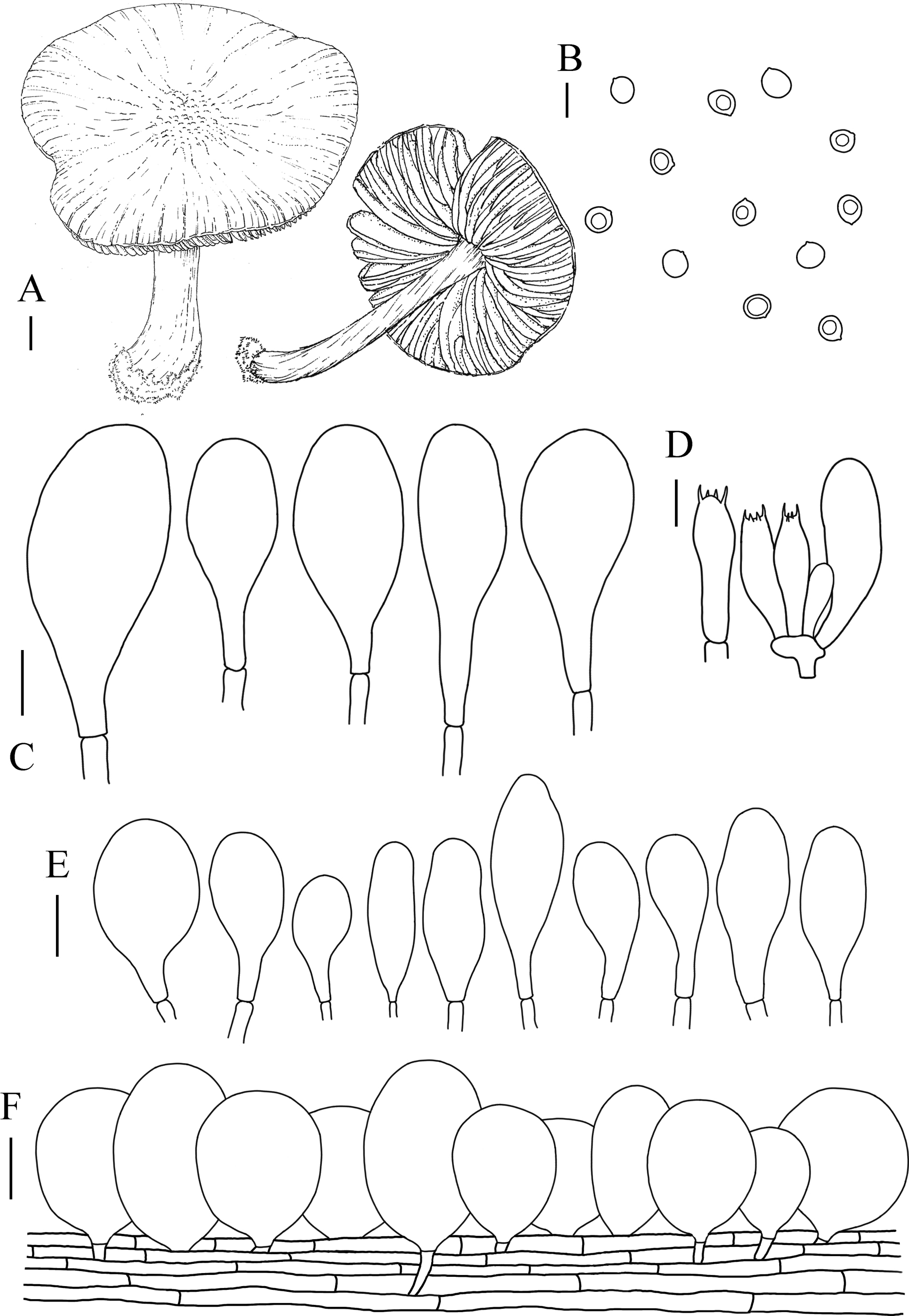 New species, new records and common species of Pluteus sect