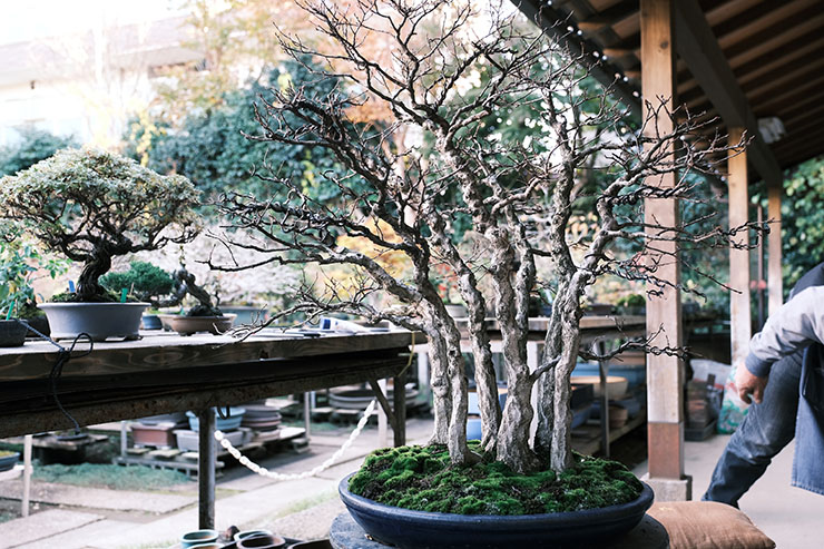 寄せ植えは「心」。盆栽の寄植えの基本を動画で学ぼう – 盆栽Q