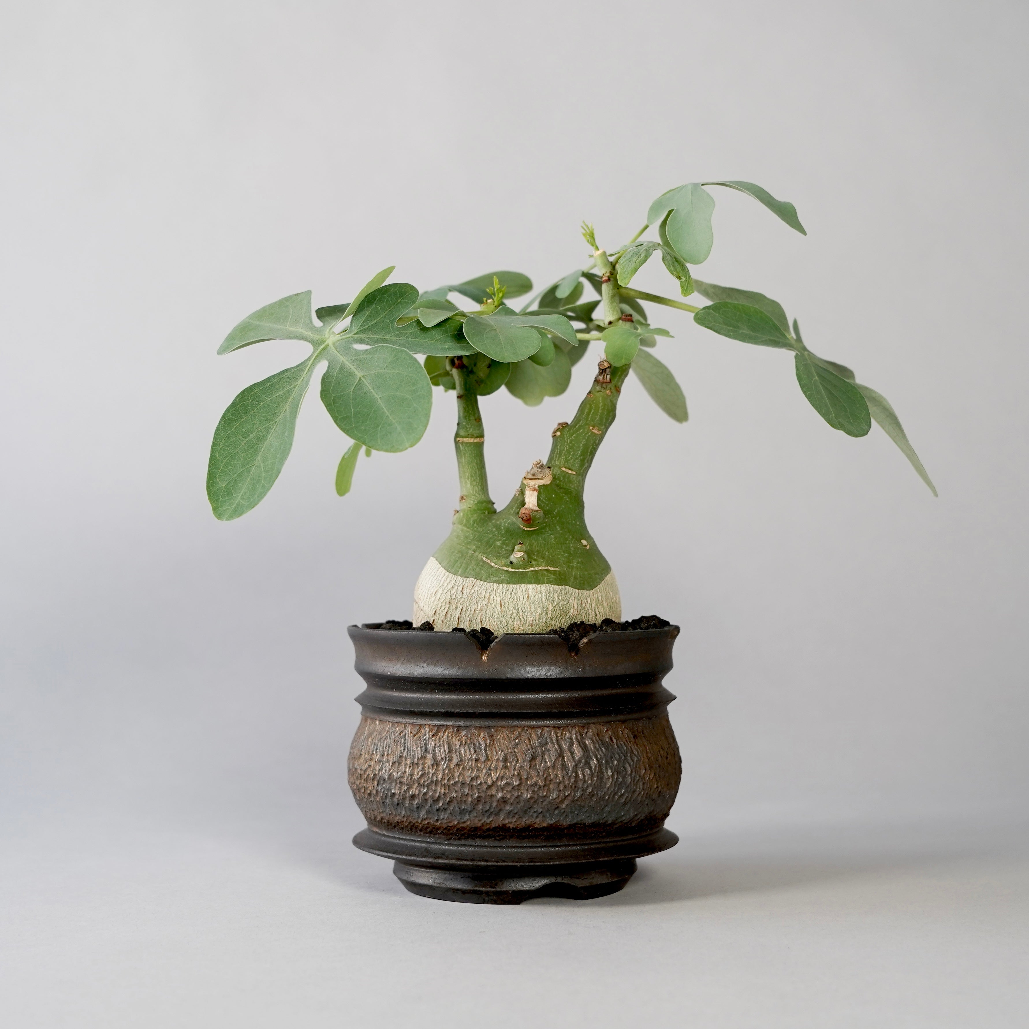 商品 – BOTANIZE