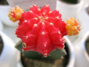 デンマークカクタスの育て方！花後の手入れや冬越しの管理方法を紹介