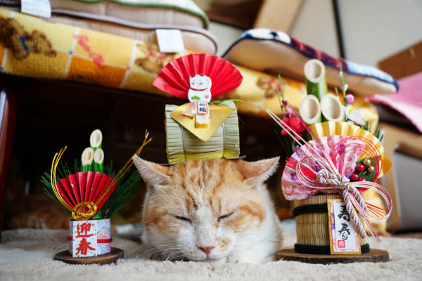 のせ猫 x お正月 2025 New Year cat | かご猫 Blog