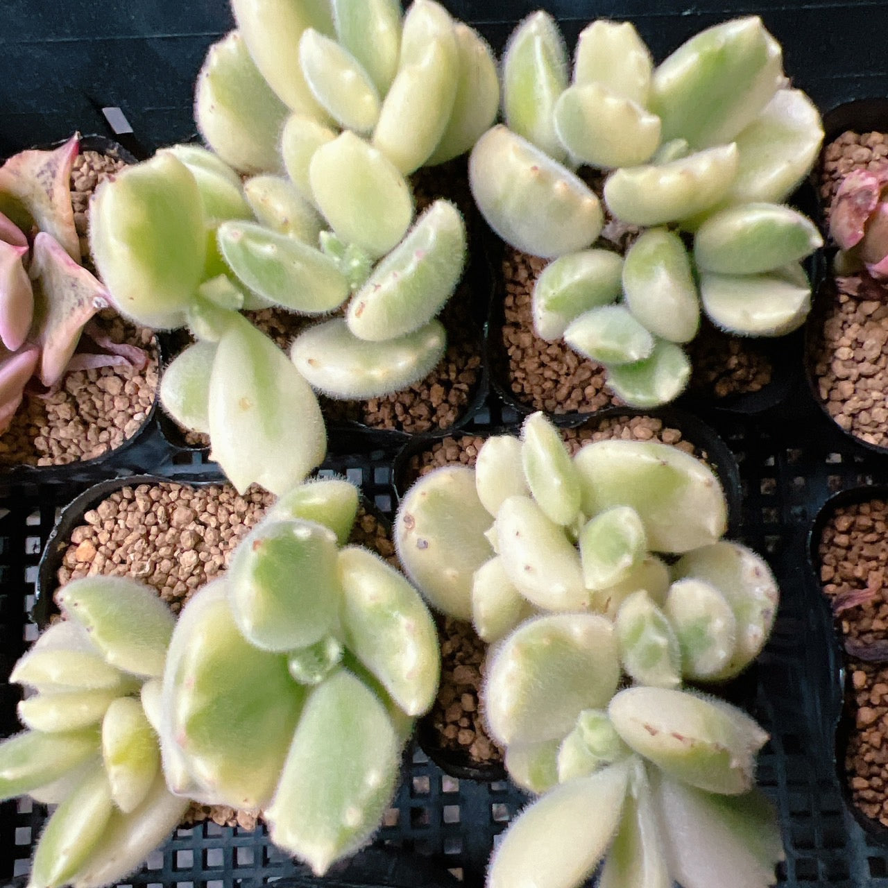 熊童子錦 – Bull Succulent