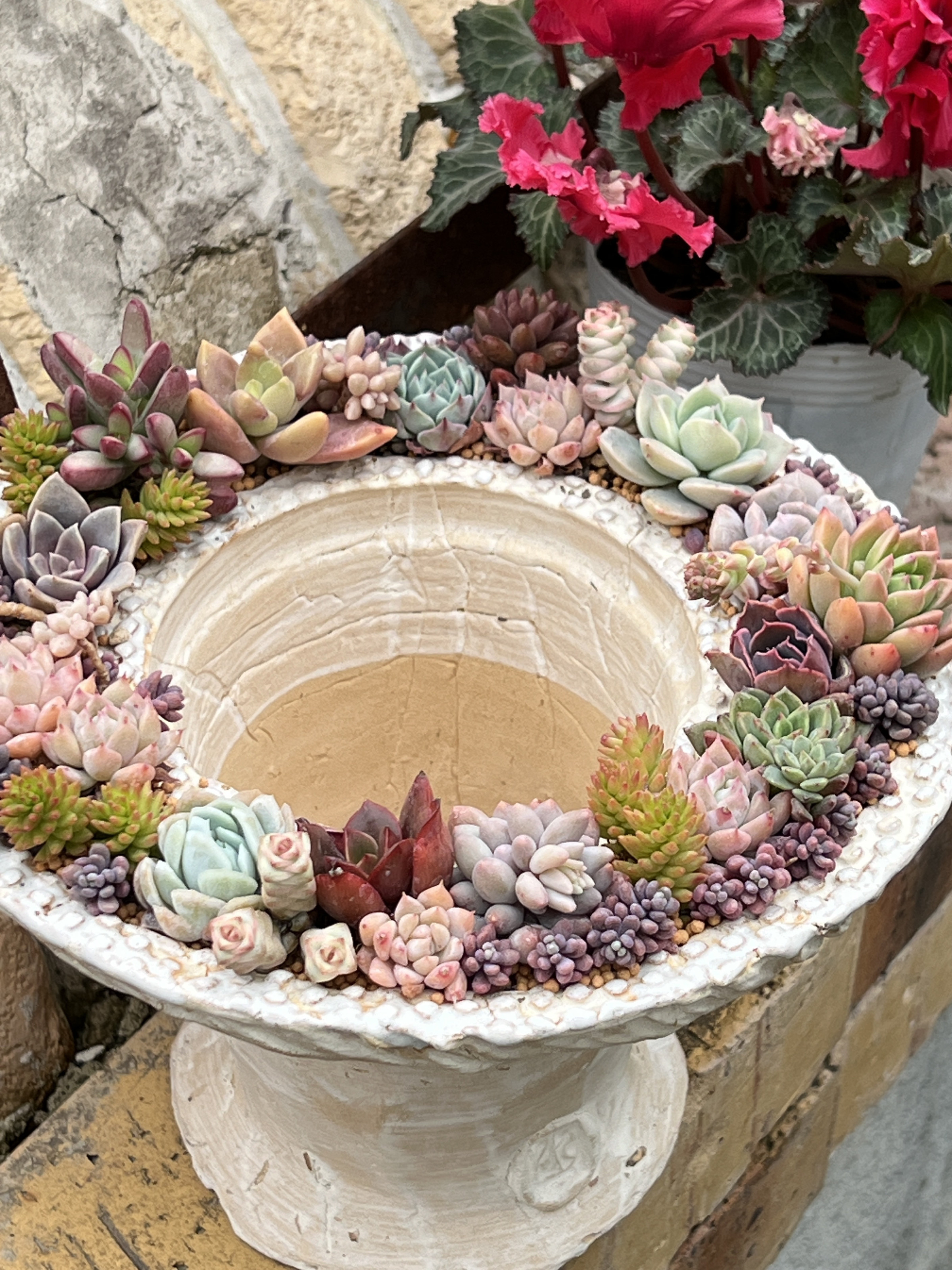 多肉植物の欲しがる植木鉢