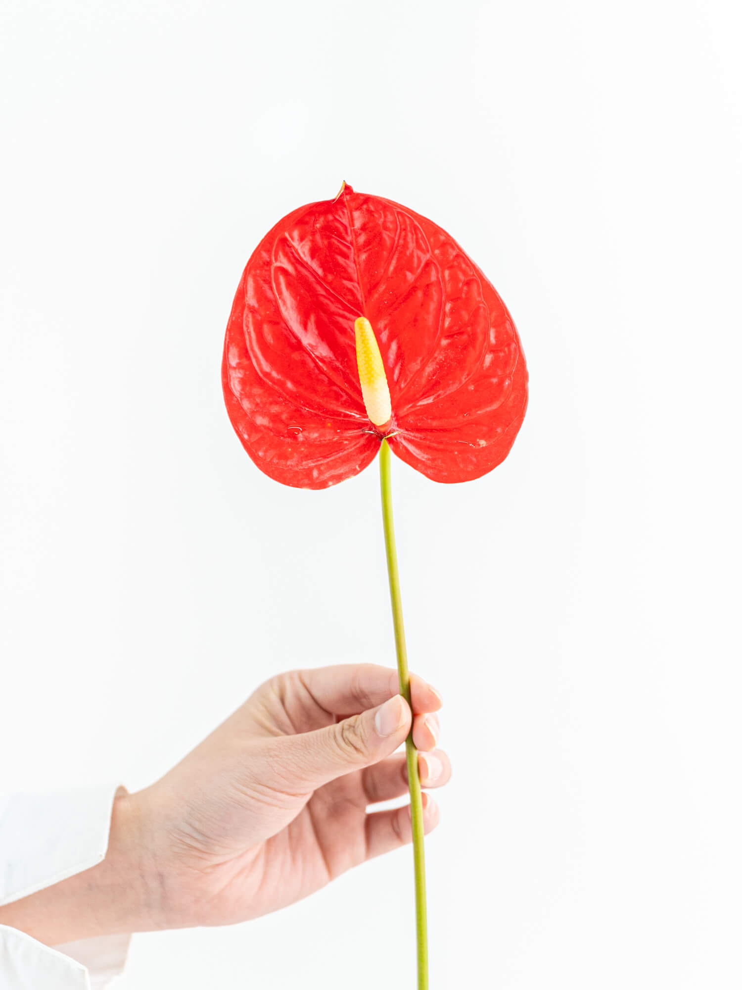 アンスリウム（赤）おまかせ品種｜花の仕入れを簡単に。花材の卸通販