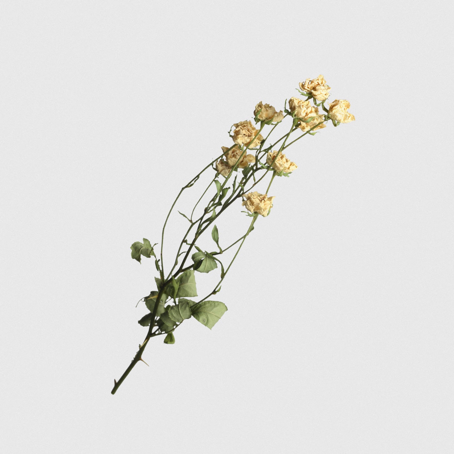 THISBEE 花図鑑 バラ リトルウッズ