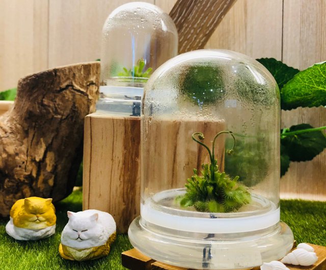 台湾 食虫植物[ハエトリグサ/フェルトモス]グラスボール2スモール