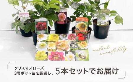クリスマスローズ3号ポット苗5本おみつくろいセット｜ 花 お花