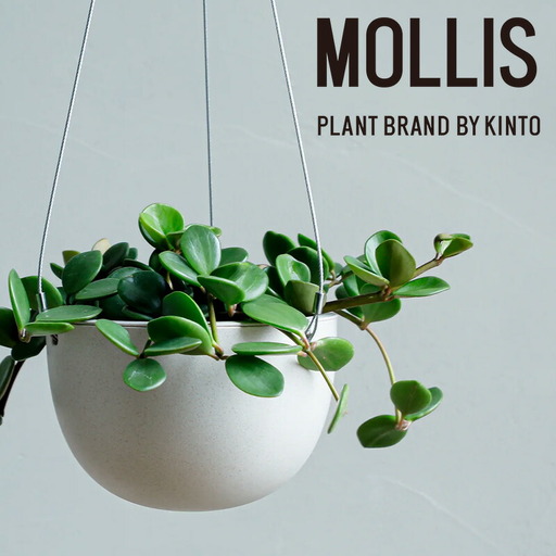 観葉植物】MOLLIS ペペロミア ホープ 観葉植物【KINTO】 | 滋賀県彦根